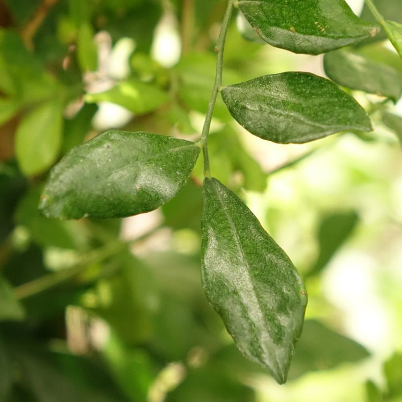 Murraya paniculata - Buis de Chine, Bois jasmin (Foliage)