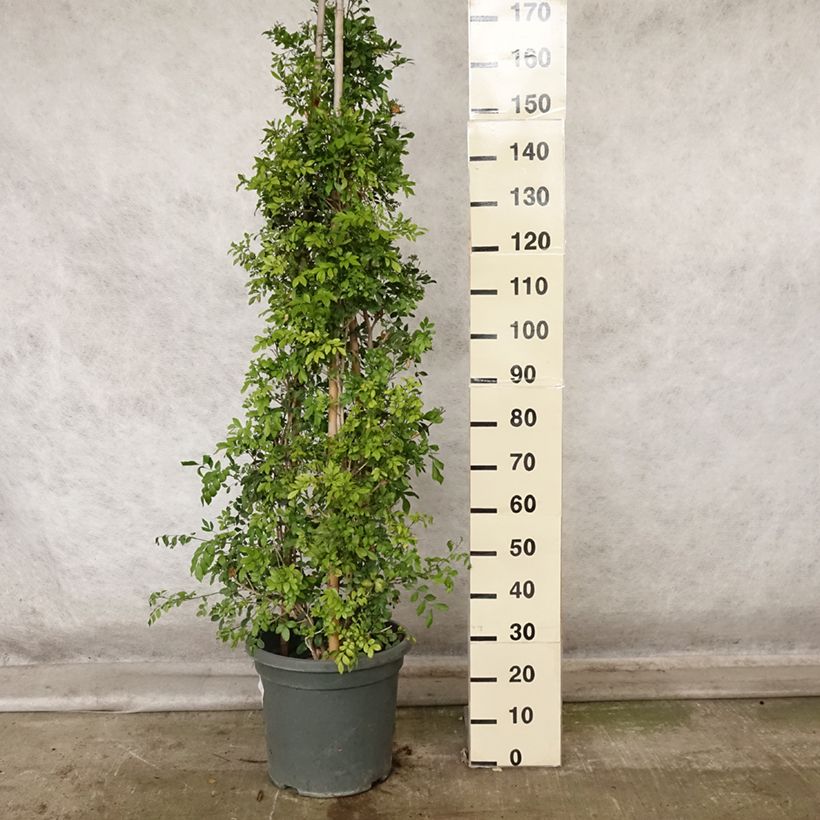 Example of Murraya paniculata - Buis de Chine, Bois jasmin Pot de 12L/15L as you get in automne