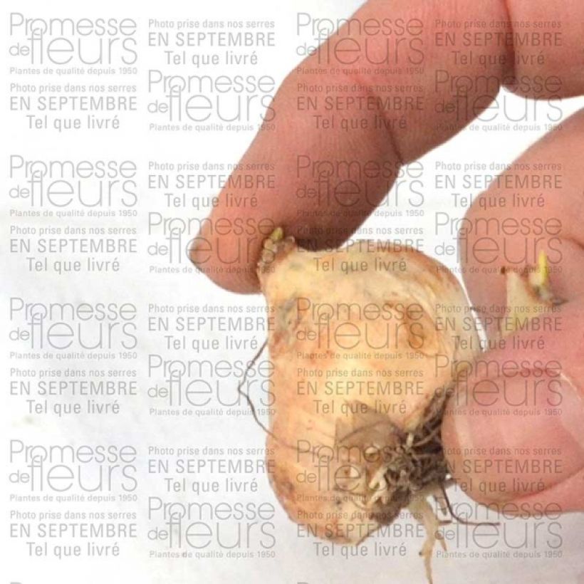 Example of Muscari armeniacum Bulbe size 9+ as you get