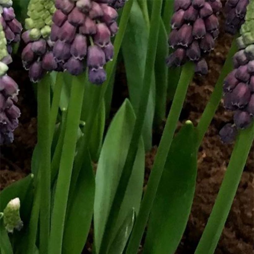 Muscari Grape Ice (Foliage)