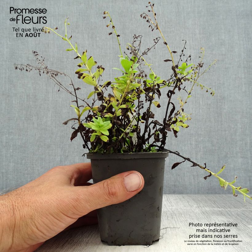 Example of Myosotis scorpioides - Myosotis des marais Godet de 8/9 cm as you get in ete