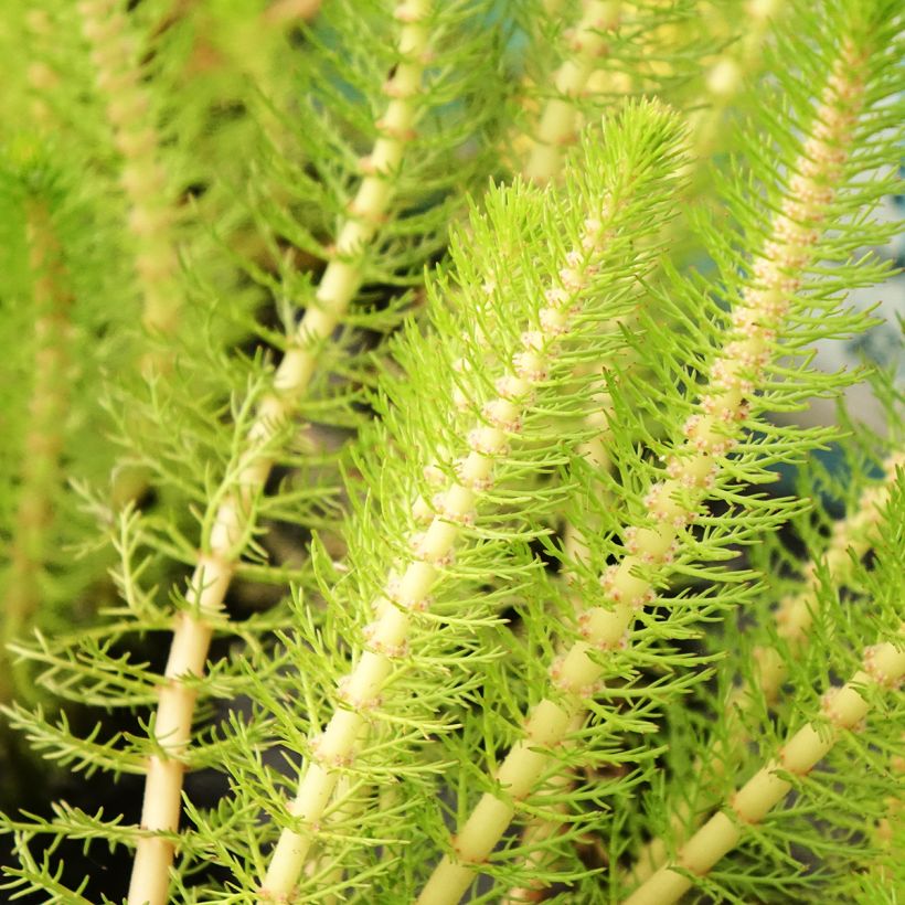 Myriophyllum crispata - Myriophylle (Foliage)