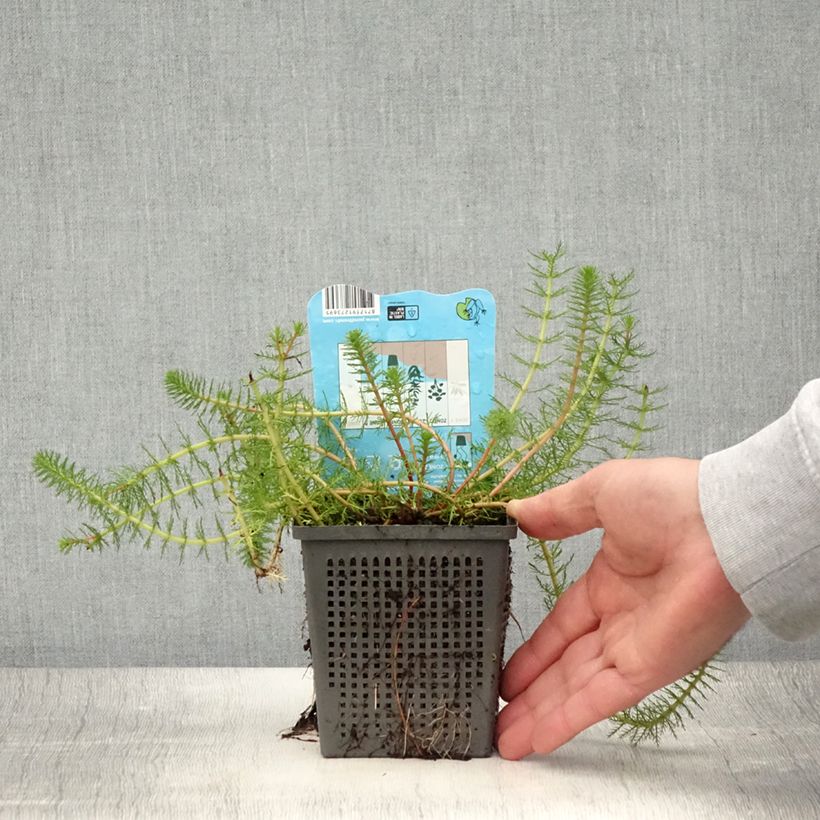 Example of Myriophyllum crispata - Myriophylle Pot de 1L/1,5L as you get in ete