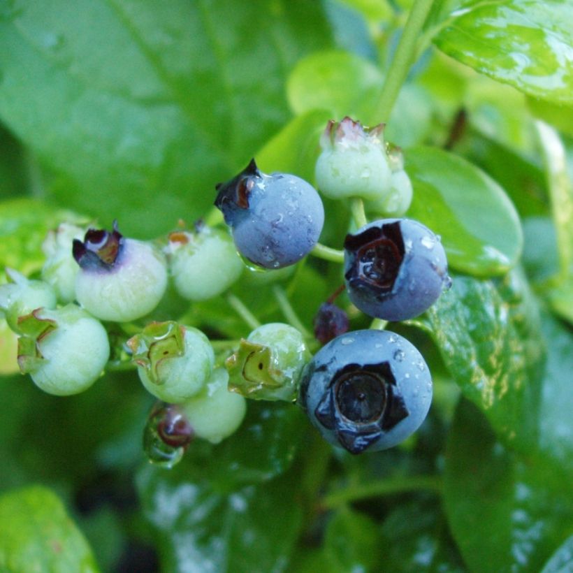 Myrtillier Blue Gold - Vaccinum corymbosum (Harvest)