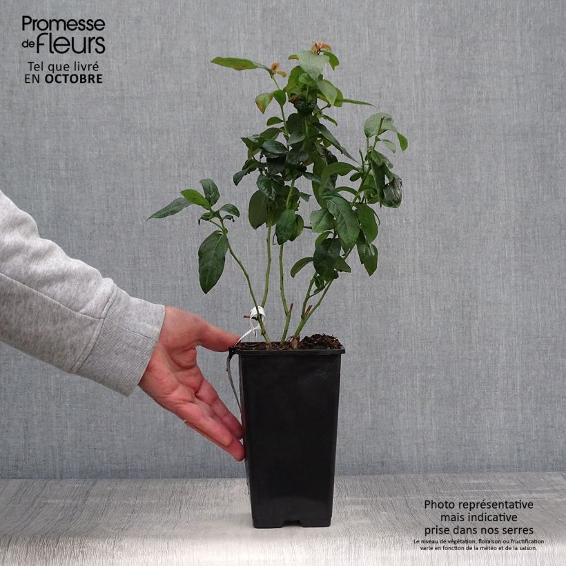Example of Myrtille d'Amérique - Vaccinium corymbosum Brigitta Pot de 1,5L/2L, Buisson as you get in automne