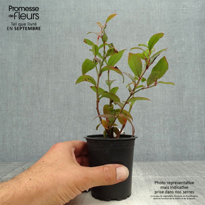 Example of Myrtille d'Amérique - Vaccinium corymbosum Darrow Godet de 8/9 cm as you get in automne