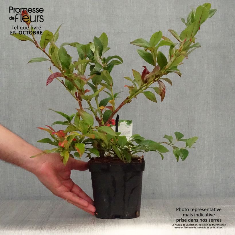 Example of Myrtille d'Amérique - Vaccinium corymbosum Darrow Pot de 1,5L/2L as you get in automne