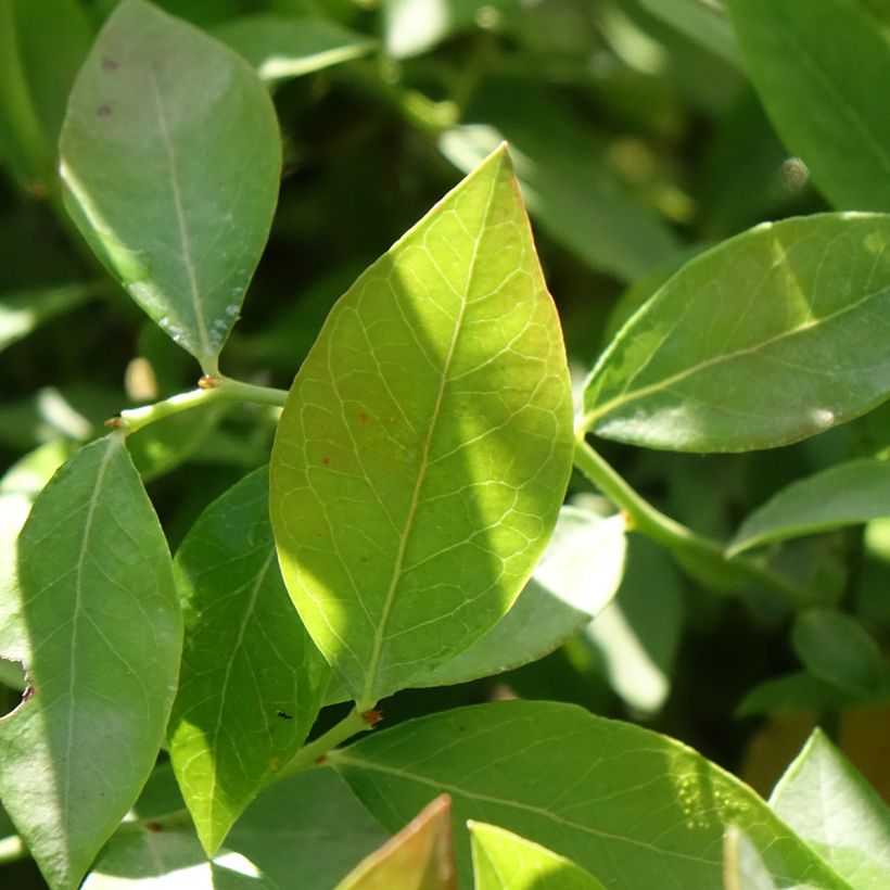Myrtille d'Amérique - Vaccinium corymbosum Legacy (Foliage)
