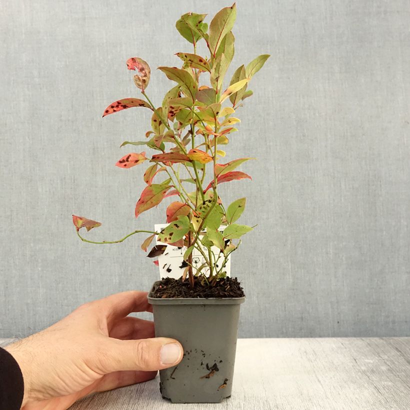 Example of Myrtille d'Amérique - Vaccinium corymbosum North Blue Godet de 8/9 cm as you get in automne