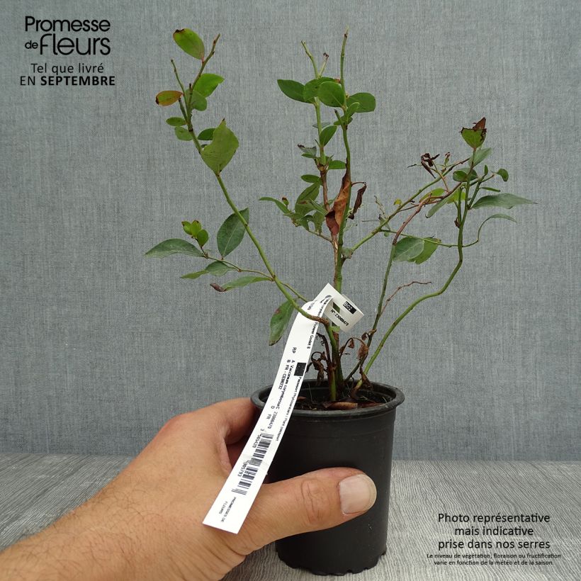 Example of Myrtille d'Amérique - Vaccinium corymbosum Pionner Godet de 8/9 cm as you get in automne