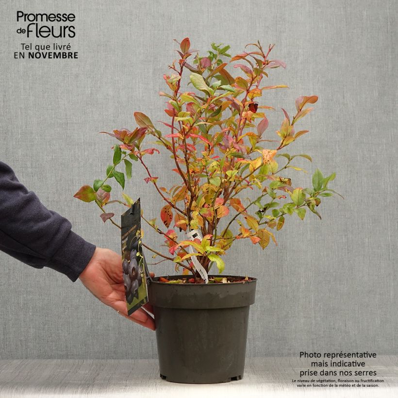 Example of Myrtillier Blue Crop - Vaccinum corymbosum  Pot de 4L/5L as you get in automne