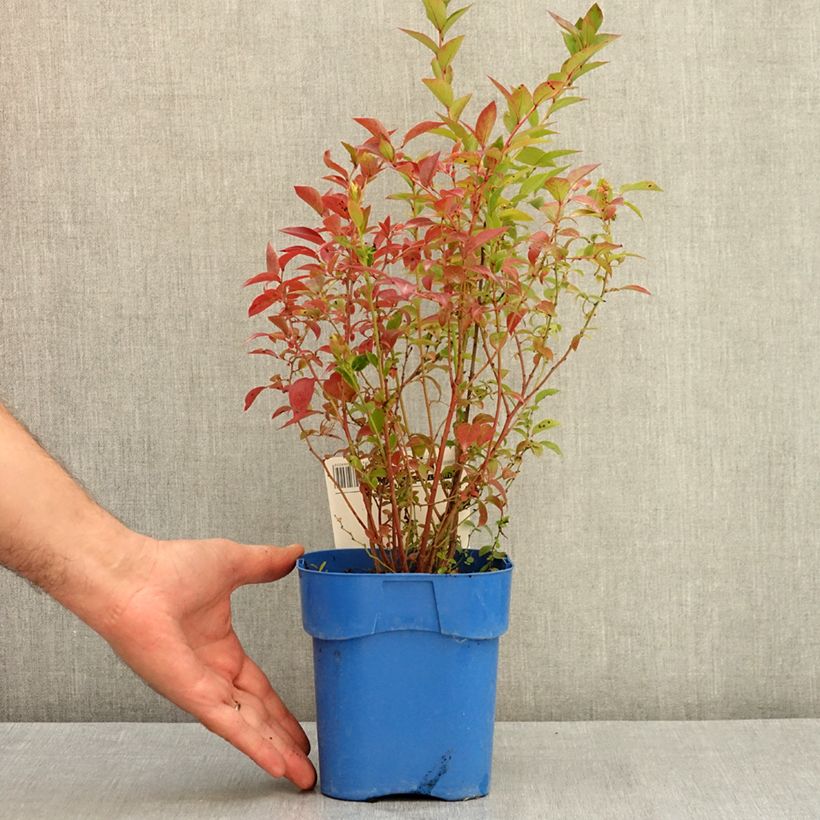 Example of Myrtillier Blue Dessert Pot de 1,5L/2L, Buisson as you get in ete