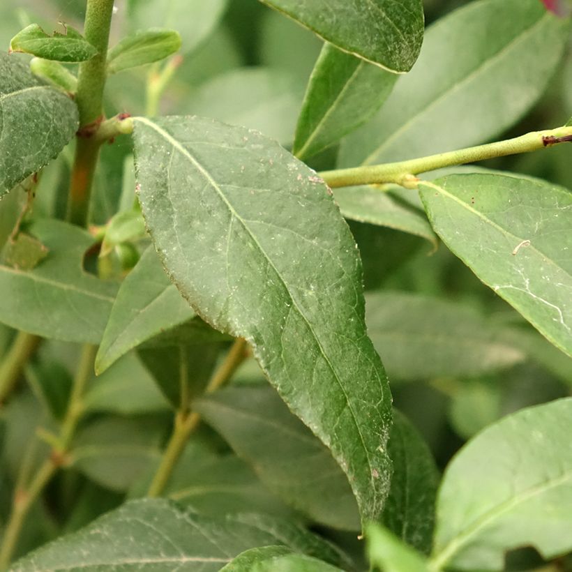 Myrtillier Blue Dessert (Foliage)