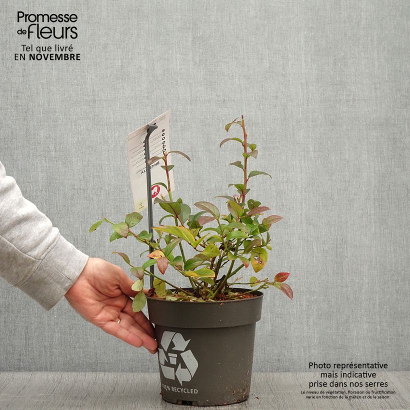 Example of Myrtillier Blue Dessert Pot de 3L/4L, Touffe as you get in automne
