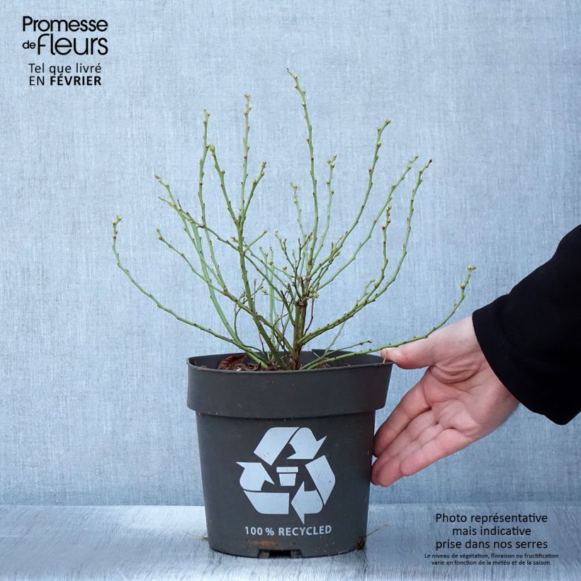 Example of Myrtillier Blue Roma Pot de 3L/4L, Touffe as you get in hiver