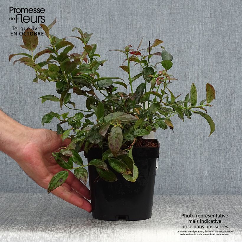 Example of Myrtillier Cabernet Splash Pot de 2L/3L, Buisson as you get in automne