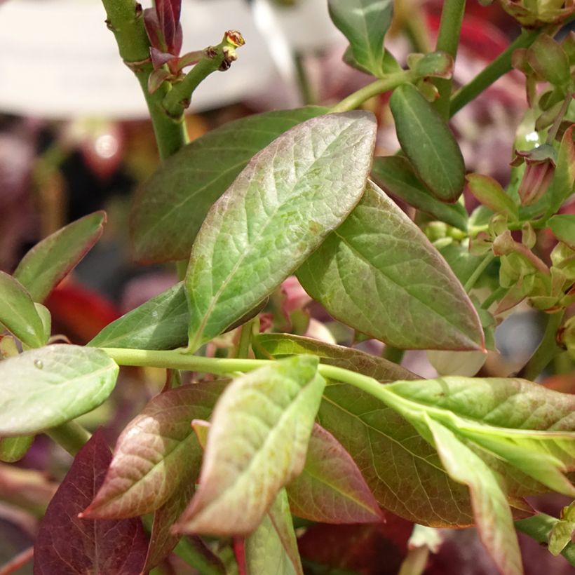Myrtillier Cabernet Splash (Foliage)