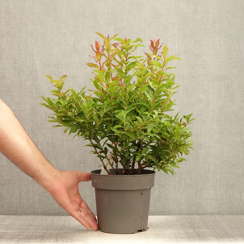 Example of Myrtillier Goutte Bleue® (Blautropf) - Vaccinum cylindraceum Pot de 1,5L/2L, Touffe as you get in ete