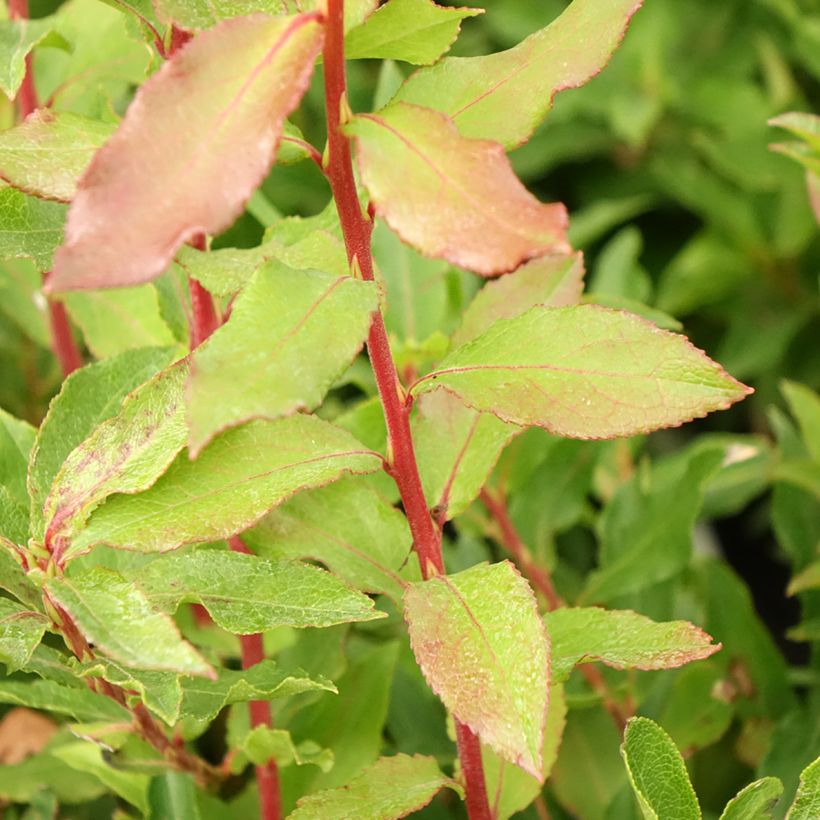 Myrtillier Goutte Bleue® (Blautropf) - Vaccinum cylindraceum (Foliage)