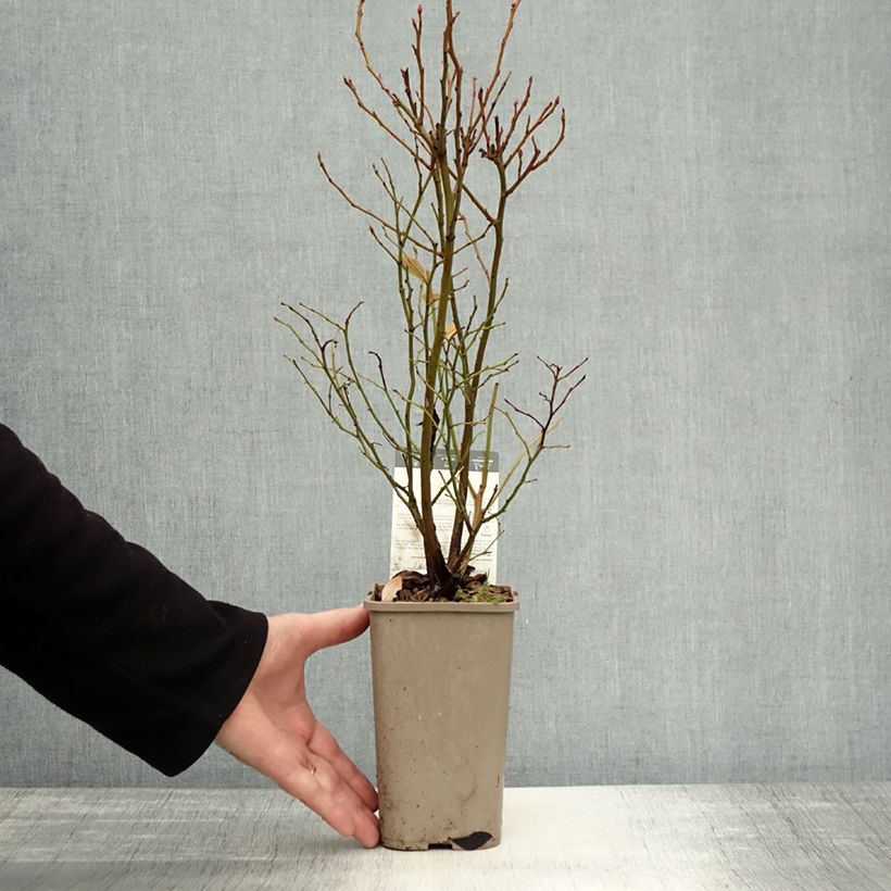 Example of Myrtillier Hortblue Poppins Pot de 1,5L/2L, Buisson as you get in automne