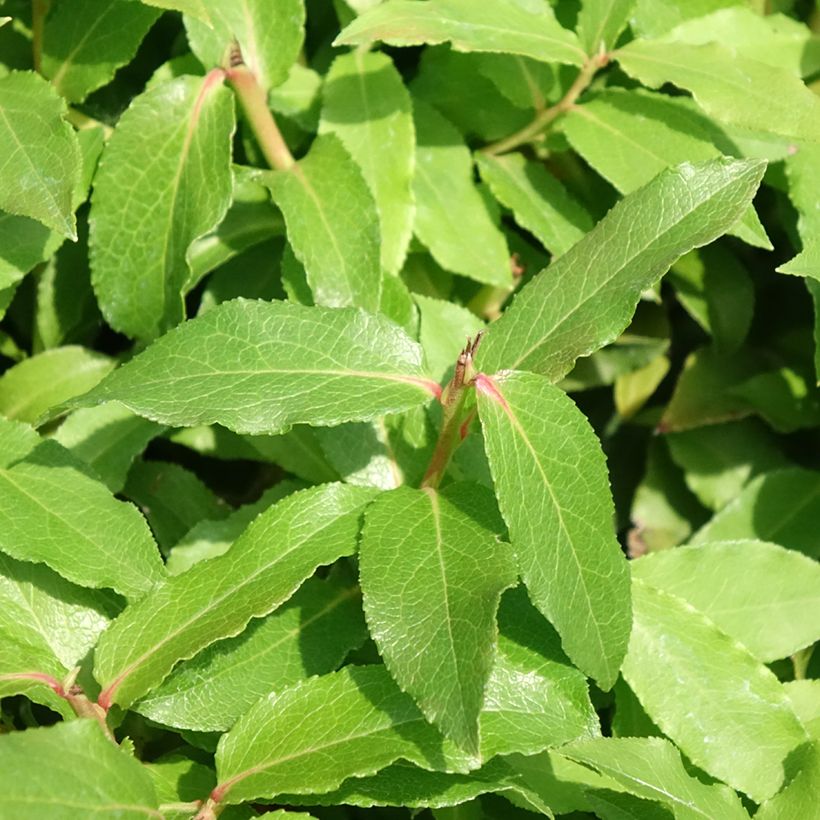 Myrtillier nain Lucky Berry - Vaccinium corymbosum (Foliage)