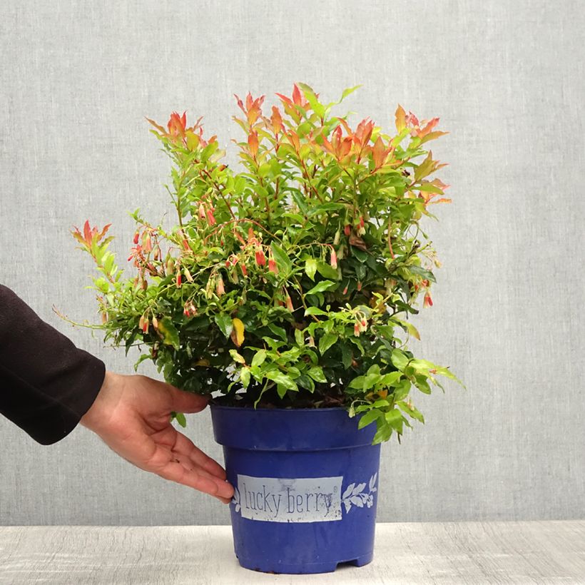 Example of Myrtillier nain Lucky Berry - Vaccinium corymbosum Pot de 4L/5L, Touffe as you get in ete