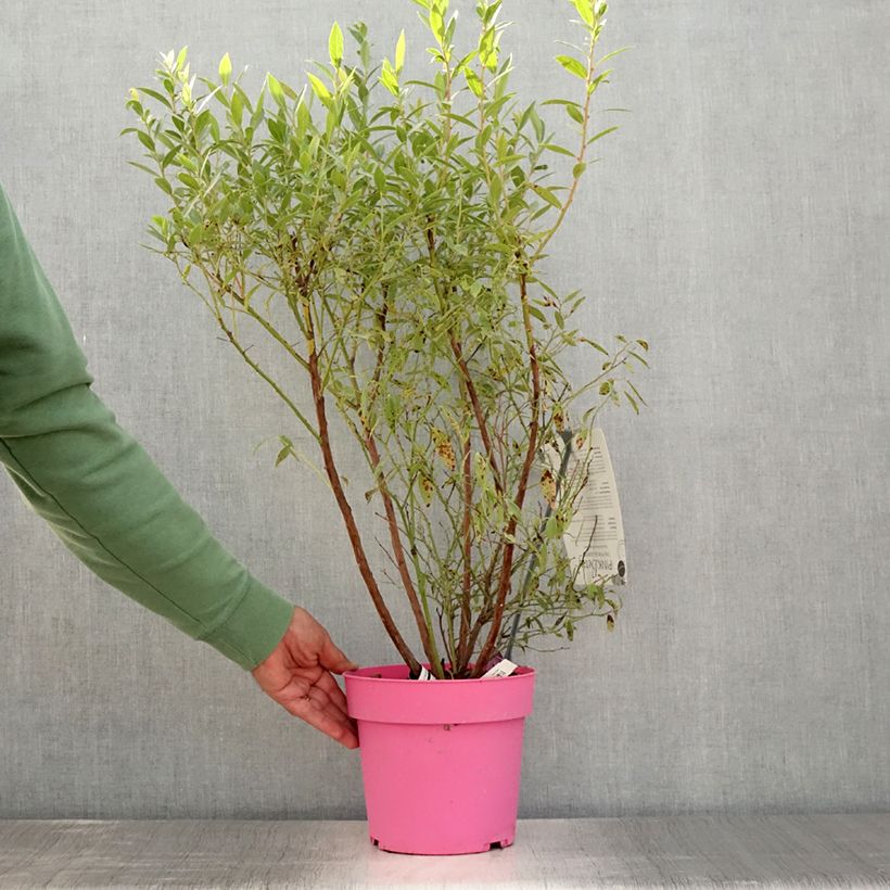 Example of Myrtillier Pink Berry Pot de 2L/3L, Touffe as you get in ete