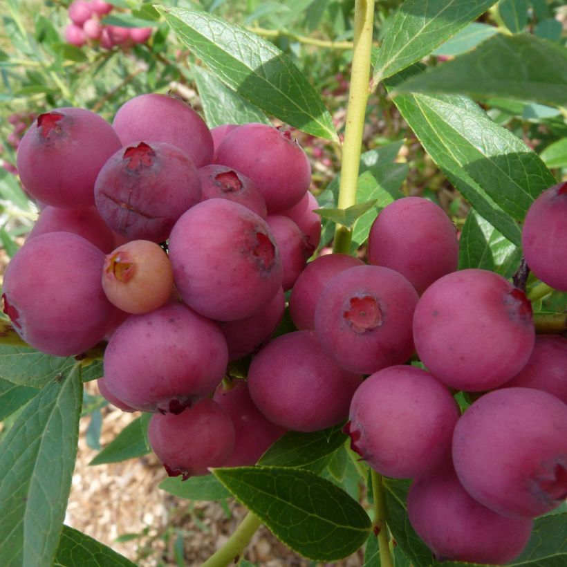 Myrtillier Pink Lemonade - Myrtille rose (Harvest)