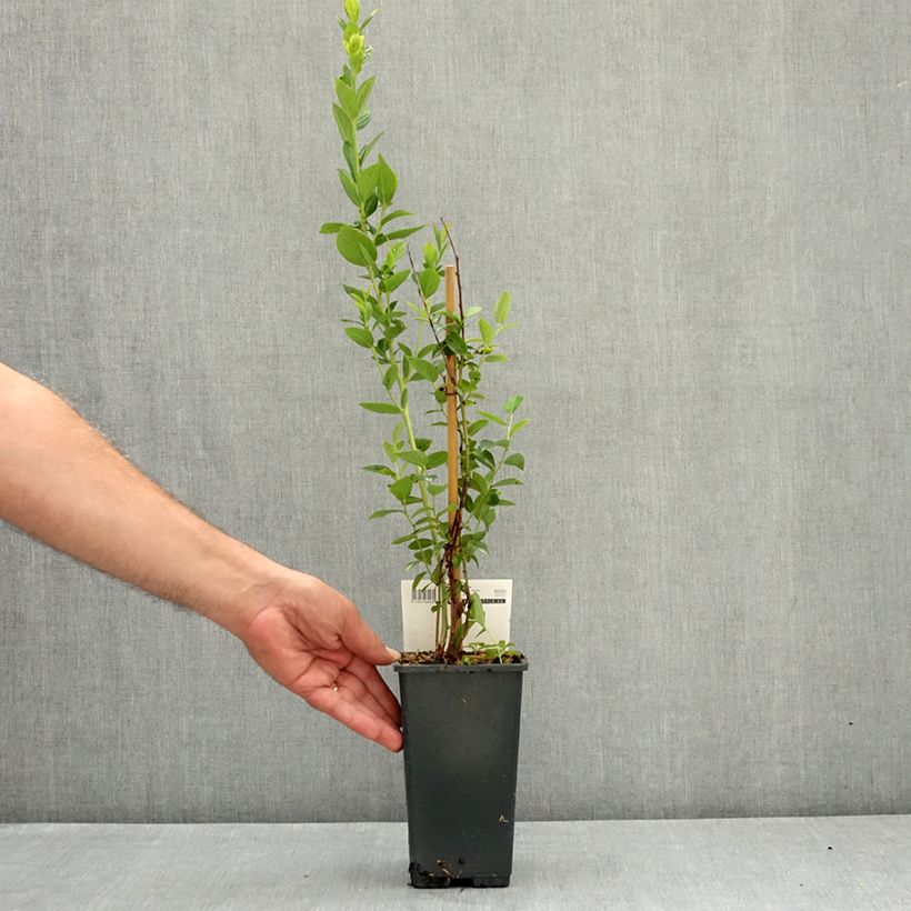 Example of Myrtillier Powder Blue - Vaccinium ashei Pot de 1,5L/2L, Buisson as you get in ete