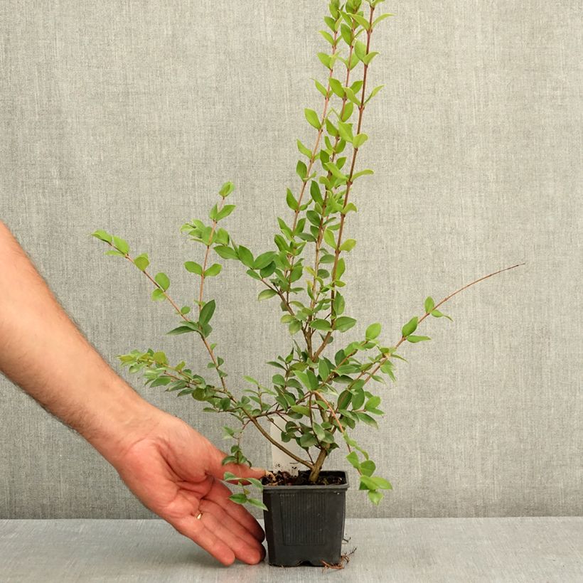 Example of Myrtus luma - Myrte du Chili Godet de 8/9 cm as you get in ete