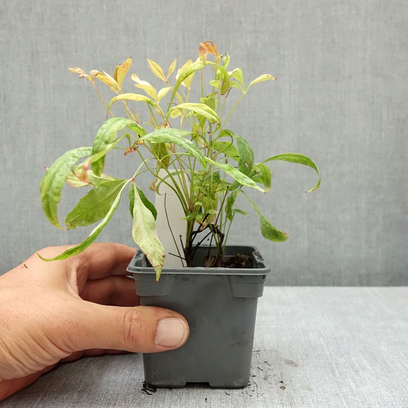 Example of Nandina domestica Fire Power - Bambou sacré  Godet de 8/9 cm as you get in ete