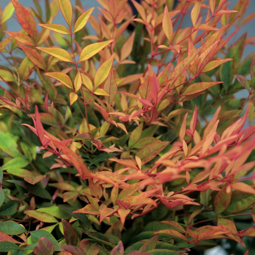 Nandina domestica Gulf Stream - Bambou sacré orange cuivre (Foliage)