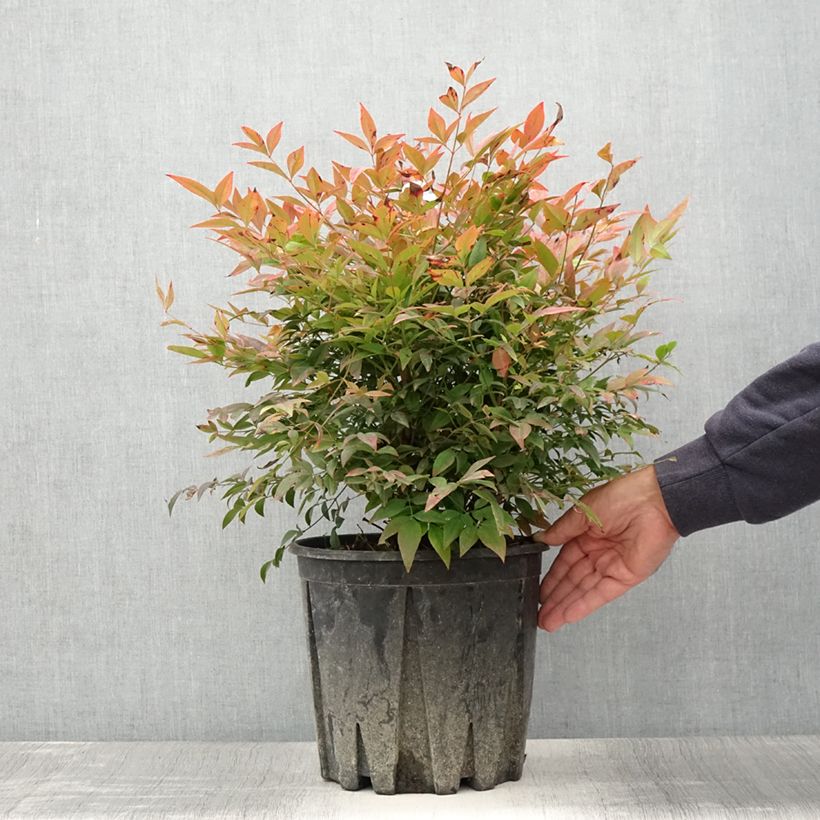 Example of Nandina domestica Gulf Stream - Bambou sacré orange cuivre Pot de 7,5L/10L as you get in ete