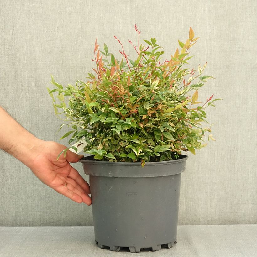 Example of Nandina domestica Twilight - Bambou sacré Pot de 7,5L/10L as you get in ete