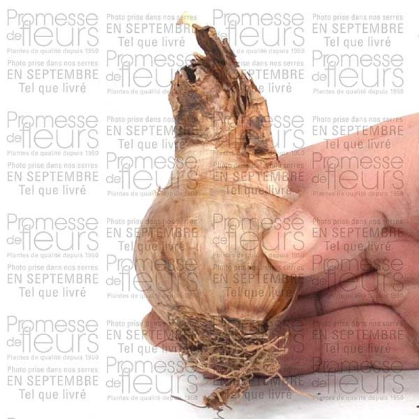 Example of Narcisse Barrett Browning Bulbe size 12+ as you get