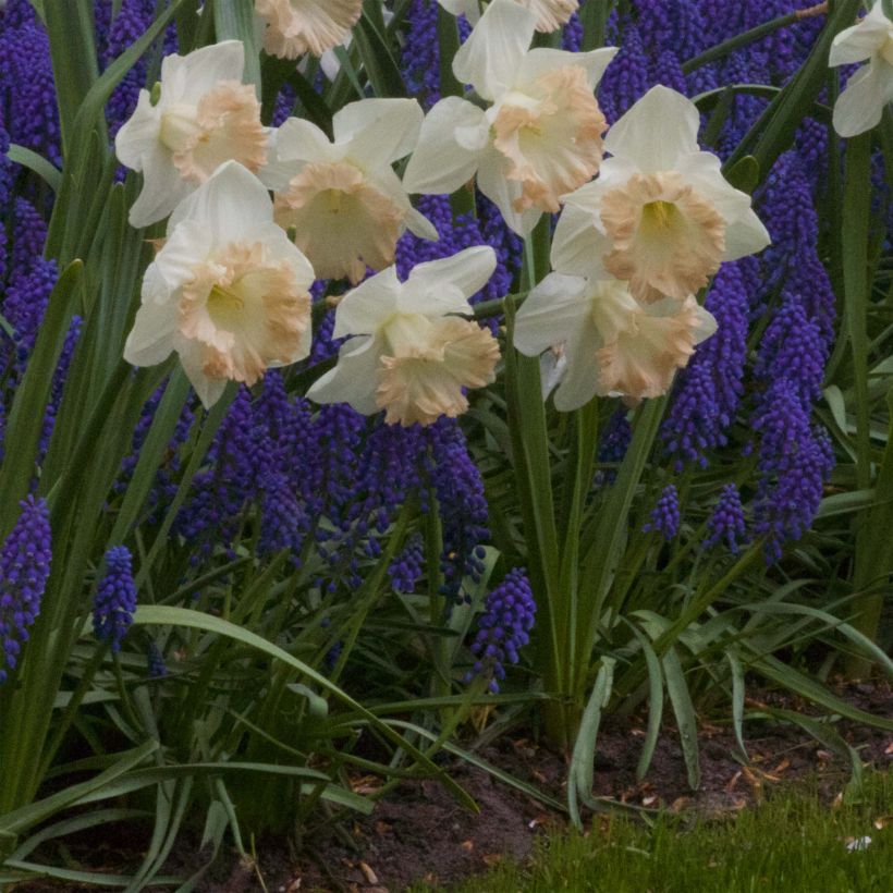 Narcisse British Gamble (Plant habit)