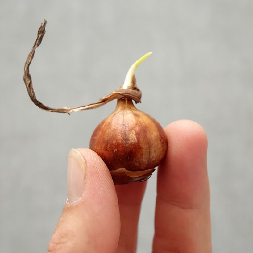 Example of Narcisse bulbocodium Cantabricus (White) Bulbe size 6+ as you get in automne