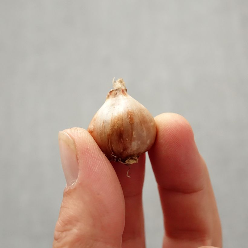 Example of Narcisse bulbocodium Golden Bells Bulbe size 5/6 as you get in automne