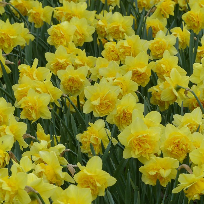 Narcisse Dick Wilden (Flowering)