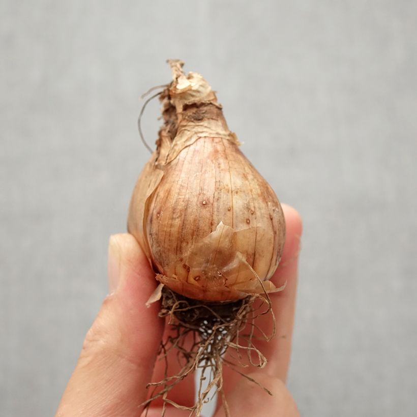 Example of Narcisse Giant Split Bulbe size I as you get in automne