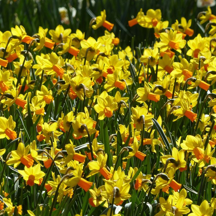 Narcisse Jet Fire (Flowering)