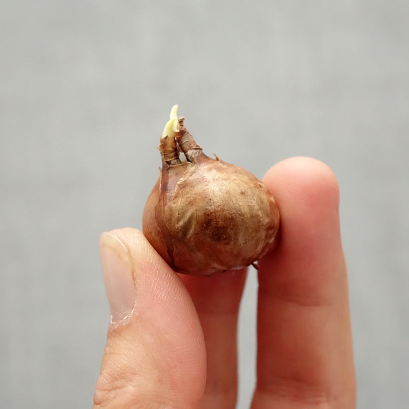 Example of Narcisse New Baby Bulbe size 8+ as you get in automne