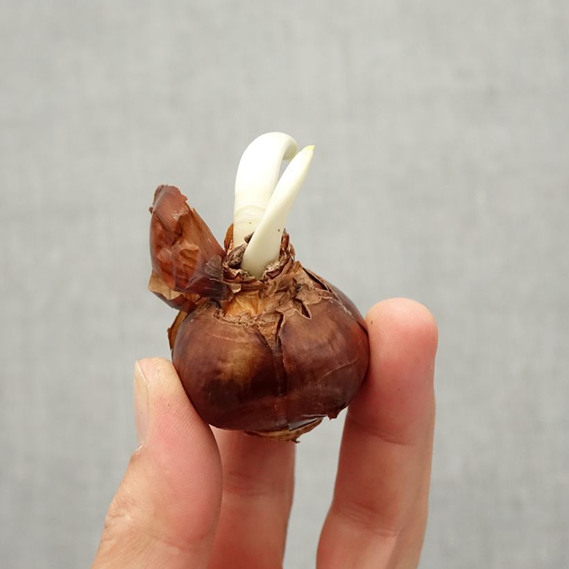 Example of Narcisse Paperwhite - Narcissus papyraceus Bulbe size 13+ as you get in automne