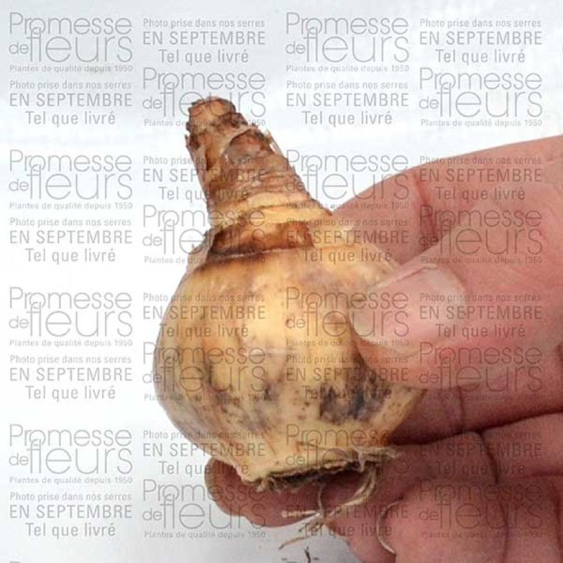 Example of Narcisse Parabole Bulbe size 12+ as you get
