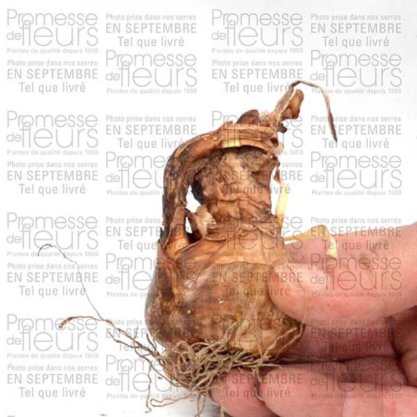 Example of Narcisse poeticus Albus Plenus Odoratus Bulbe size 12+ as you get