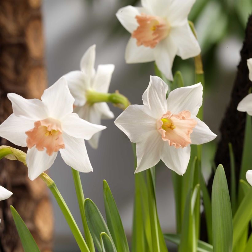 Narcisse Reggae (Flowering)