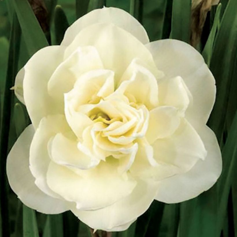 Narcisse Rose of May (Flowering)