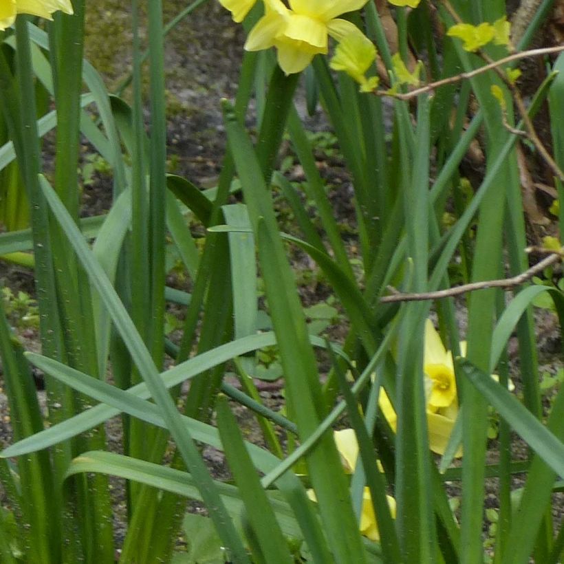 Narcisse Stint (Foliage)