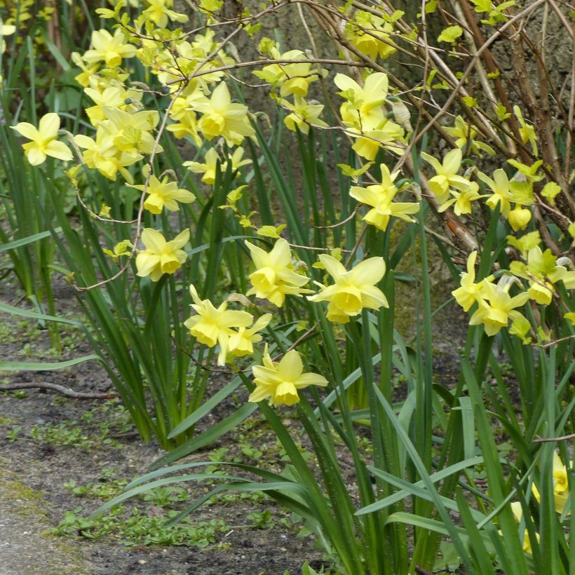 Narcisse Stint (Plant habit)