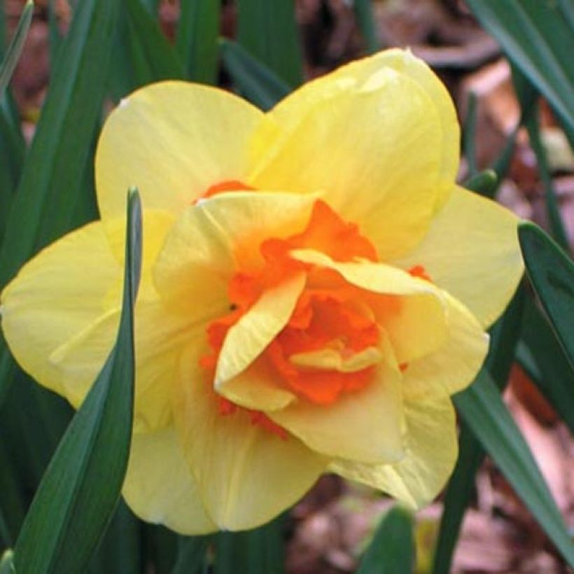 Narcisse Tahiti (Flowering)